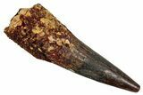Fossil Spinosaurus Tooth - Real Dinosaur Tooth #344168-1
